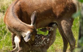 Bambi, L’histoire d’une vie dans les bois