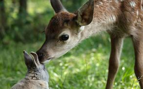 Bambi, L’histoire d’une vie dans les bois