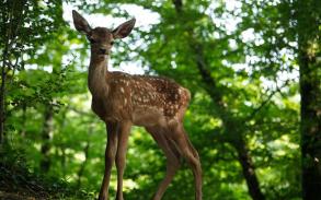 Bambi, L’histoire d’une vie dans les bois